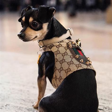 gucci dog clothes|Gucci inspired dog harness.